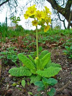 Primula veris